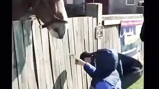 Unexpected angry animal video