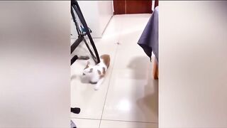 Funny animals - Funny cat #short video #FUNNY VIDEO