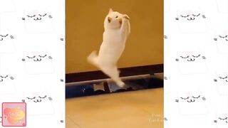 Cute animals