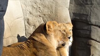 King of animals????