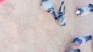 Pigeon Eating