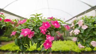 Beautiful Flowers, Fragrance of Flowers
