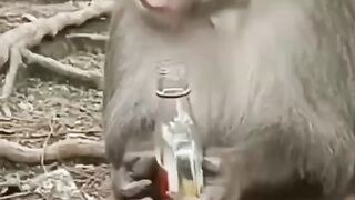 funny animals