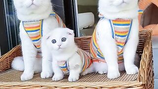 Kittens family soo beautiful ???? soo cute