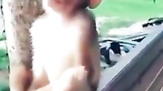 Funny Monkey video