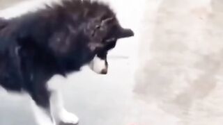 Funny dog
