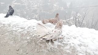 Pigeons ????️ In Snow | Kashmiri Pigeons | Snow in Kashmir