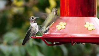 Amaizing Bird home 2023 funny viral video