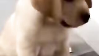 puppy playing and biting dog tail