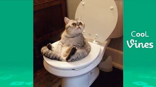 Funny cats