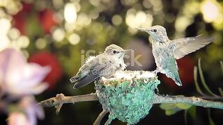 Short funy video Birds setting at them home very beautifull short video seen