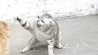 Jangli Billi