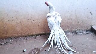 peer MUHAMMAD aseel parrot beak long tail hens