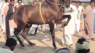 Dancing horse