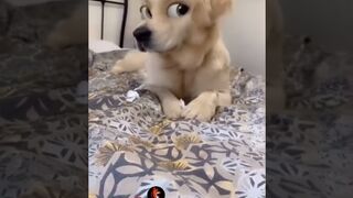 animals funny moments Most Watch