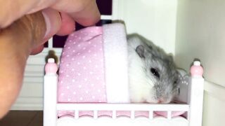 ТОП 5 Лучшие ВИДЕО ПРО СМЕШНЫХ ХОМЯКОВ. Top 5 funny video about a hamster