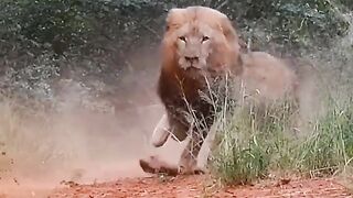 Lion King threat plz follow me