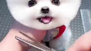 Suprise video 2.0