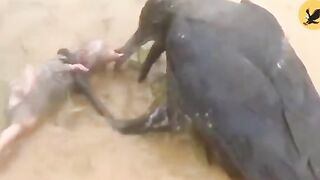 Crow and Mouse New Funny Video 2023
