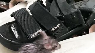 Mouse Cleaning Itself off in the Rain