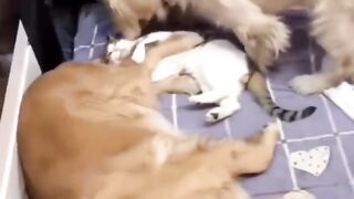 Funny animals video