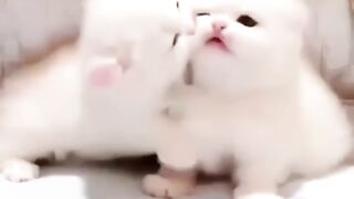 Cat funny video
