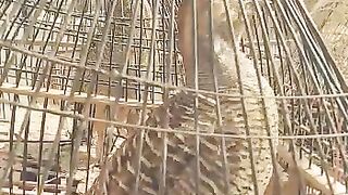 Grey Francolin in Happy Mood