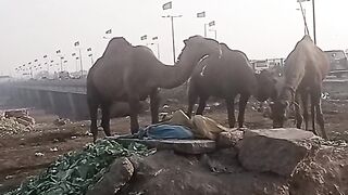 Nahin utha wale tur  jaan ke