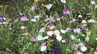 Summer Flowers Show Birmingham