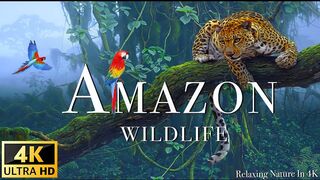 Amazon Wildlife In 4K - Animals That Call The Jungle Home | Amazon Rainforest | Relaxation Film