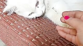 Perisan Cat udas