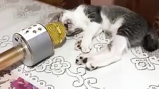 Cat and dogs funny moment 2023