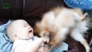 Baby and dogs funny video