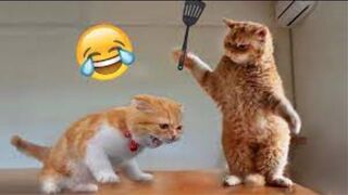 funny cats and dogs videos/funny animals /funniest cat and dog