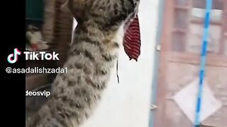 Funny video