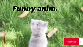 funny animal