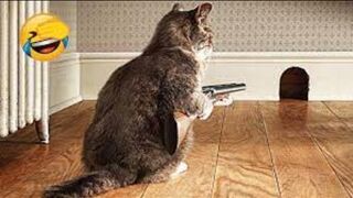 Funny animals | Adorable cats and dogs 2023/funny cats and dogs/funniest animals