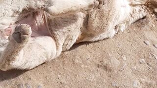 Funny dog ???? ???? ???? ???? ????