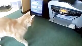 Funny cat