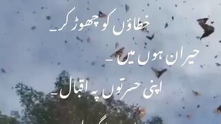 Urdu poetry short video cute Iqbal.