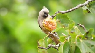 The Kingdom of Birds 4K - Stunning Bird Sounds In The Forest | Scenic Relaxation Film