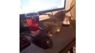 Cuite cat