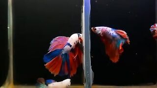 UNIQUE FISH