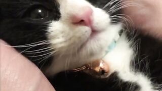 "Daddy is spoiling me since I was a small, small kitty ????⁠