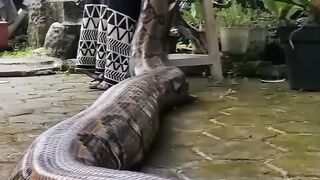 Giant snack love his girl ????????????????????