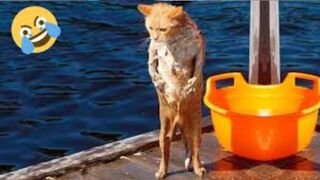funny cats and dogs/ funny animal videos/funniest cat and dog