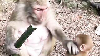 Monkey fight between for food funny