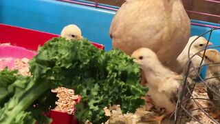 Henlife cute Chicks