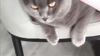 Funniest Videos 2023 Cute Cats and Funny Dogs