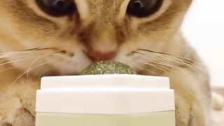 Cute Cat --❤️ #shorts #ytshorts #pets #viral #cute #cat